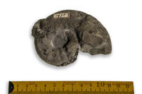 F 01975
<br/>
<br/>
<em></em>